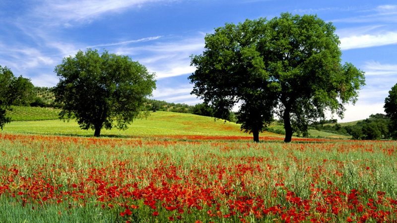 Flores na Toscana